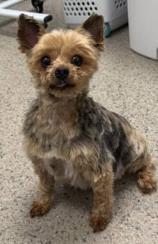 Yorkshire Terrier and Mixed Breed Dogs Available for Adoption in Fishers, Indiana - Stella (in Foster) | PetCurious