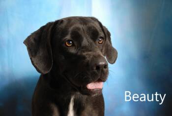 Beauty -  Labrador Retriever and Hound Dog for Adoption in Mount Vernon, Ohio - Beauty | PetCurious