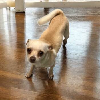 Rescue Chihuahua Dogs for Adoption in Pittsfield, Illinois - Scruffy | PetCurious