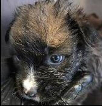 Shepherd and Labrador Retriever Dogs Available for Adoption in Thompson Falls, Montana - Baron | PetCurious