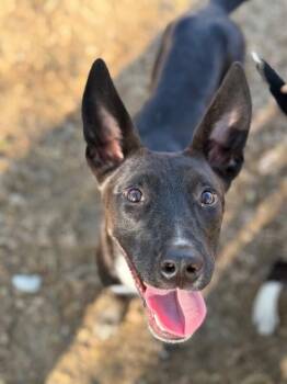 Lady Luna-One of our Amazing Rescue Dogs -  Whippet and Belgian Shepherd Malinois Dog for Adoption in Carlsbad, California - Lady Luna-One Of Our Amazing Rescue Dogs | PetCurious