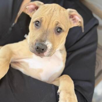 Poppy -  Pit Bull Terrier Dog for Adoption in Krum, Texas - Poppy | PetCurious