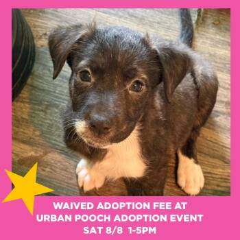 Shyla -  Mountain Cur and Mixed Breed Dog for Adoption in Chicago, Illinois - Shyla | PetCurious