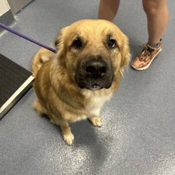 Ceaser -  Golden Retriever and German Shepherd Dog Dog for Adoption in Saint Joseph, Missouri - Ceaser | PetCurious
