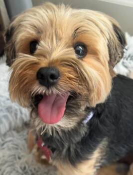 Pepper -  Yorkshire Terrier Dog for Adoption in San Diego, California - Pepper | PetCurious