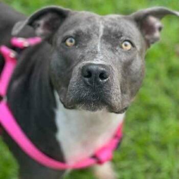 Denver -  American Staffordshire Terrier Dog for Adoption in Oak Point, Texas - Denver | PetCurious