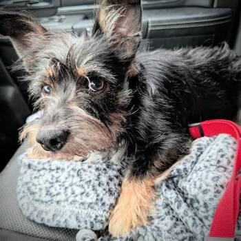 Wrangler fka Bruiser -  Miniature Schnauzer Dog for Adoption in Enterprise, Alabama - Wrangler Fka Bruiser | PetCurious