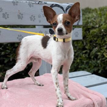 Chihuahua Dogs Available for Adoption - Papa 02-1423 | PetCurious