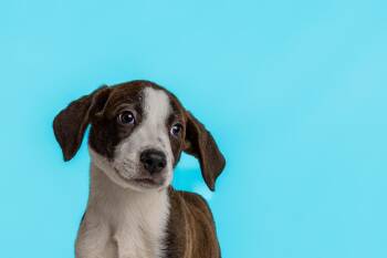 Abe -  Great Pyrenees and Hound Dog for Adoption in Wolcott, Connecticut - Abe | PetCurious
