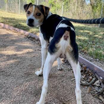 Doug -  Terrier and Beagle Dog Available for Adoption in Beaumont, Texas - Doug | PetCurious