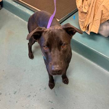 Rescue Mixed Breed Dogs for Adoption in Memphis, Tennessee - Ryan | PetCurious