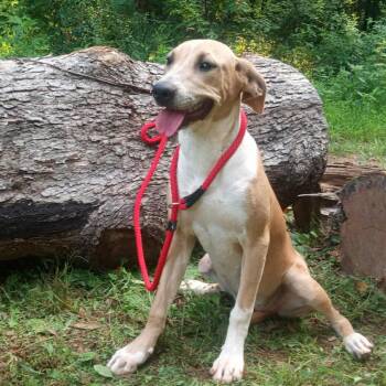 Rescue Plott Hound and Labrador Retriever Dogs for Adoption in Wantagh, New York - Lillie | PetCurious