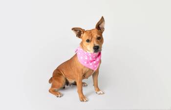 Mixed Breed Dogs Available for Adoption in Plaquemine, Louisiana - Scarlett | PetCurious