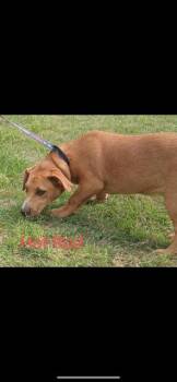 Rescue Labrador Retriever and Dachshund Dogs for Adoption in Livingston, Texas - Hot Rod | PetCurious