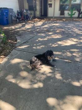 Mixed Breed Dogs Available for Adoption in Dallas, Texas - ALANA | PetCurious