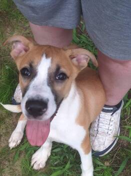 Lisa -  Hound Dog for Adoption in Berlin, New Jersey - Lisa | PetCurious