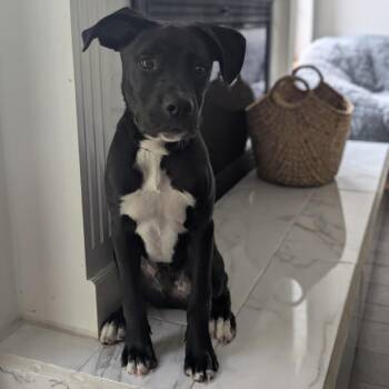Sock -  Pit Bull Terrier and Labrador Retriever Dog for Adoption in Austin, Texas - Sock | PetCurious