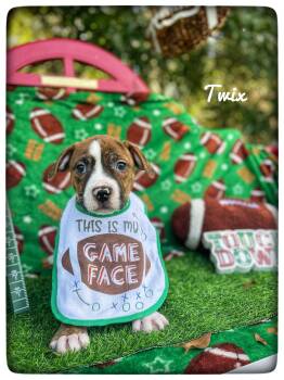 Twix -  American Staffordshire Terrier Dog for Adoption in Sebring, Florida - Twix | PetCurious