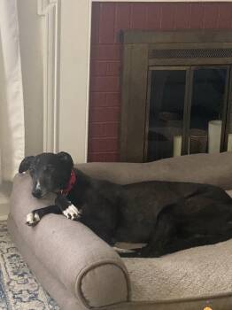 Greyhound Dogs Available for Adoption in Bondurant, Iowa - Star | PetCurious