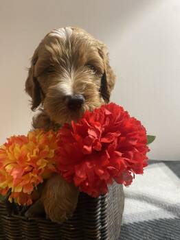 Ranger -  Goldendoodle Dog for Adoption in Davidsonville, Maryland - Ranger | PetCurious