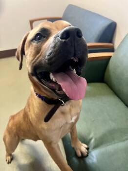 Rescue Pit Bull Terrier Dogs for Adoption in Buffalo, New York - Bark Walhberg | PetCurious