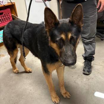 Shredder -  German Shepherd Dog Dog for Adoption in Yuma, Arizona - Shredder | PetCurious