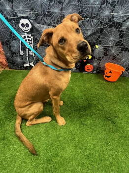 Rescue Hound Dogs for Adoption in Euless, Texas - Benson | PetCurious