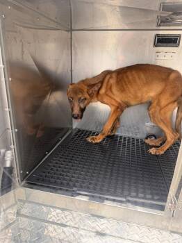 KAYLA -  Mixed Breed Dog for Adoption in Dallas, Texas - KAYLA | PetCurious