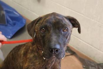 Rescue Mixed Breed Dogs for Adoption in Columbia, South Carolina - PETAL | PetCurious