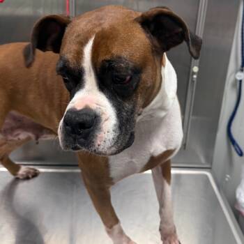 Rescue Boxer Dogs for Adoption in Normal, Illinois - Babs | PetCurious