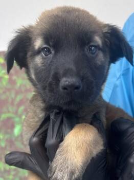 Shepherd and Mixed Breed Dogs Available for Adoption - Casey | PetCurious