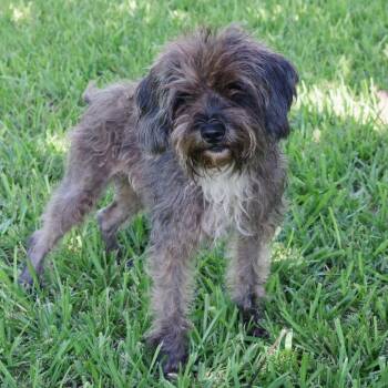 Carl -  Terrier and Mixed Breed Dog for Adoption in Miami, Florida - Carl | PetCurious
