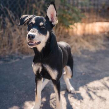 Tatiana -  German Shepherd Dog and Mixed Breed Dog for Adoption in Newberg, Oregon - Tatiana | PetCurious