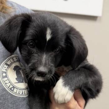 Mixed Breed Dogs Available for Adoption in Midland, Texas - Lexus | PetCurious