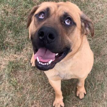 Baldwin -  Mixed Breed and None Dog for Adoption in Buffalo, Minnesota - Baldwin | PetCurious