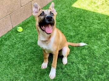 Anatolian Shepherd and Mixed Breed Dogs Available for Adoption in Moreno Valley, California - TAMI | PetCurious