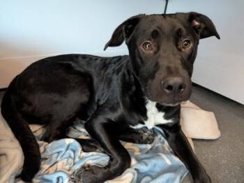 Mixed Breed Dogs Available for Adoption - Twinkie | PetCurious