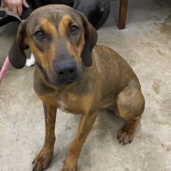 Chicken tender -  Mixed Breed Dog for Adoption in Corbin, Kentucky - Chicken Tender | PetCurious