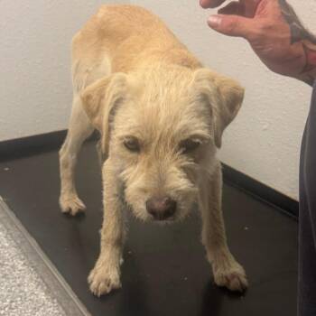 Tango -  Wirehaired Terrier and Mixed Breed Dog for Adoption in Taos, New Mexico - Tango | PetCurious