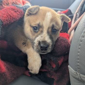 Melvin -  Cattle Dog and Husky Dog for Adoption in Birmingham, Alabama - Melvin | PetCurious