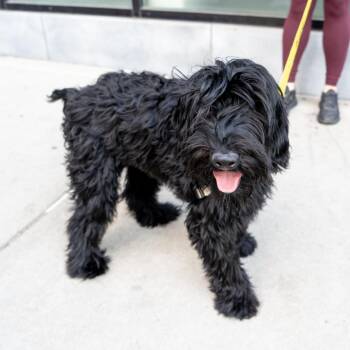 Maverick -  Standard Poodle and Golden Retriever Dog for Adoption in New York, New York - Maverick | PetCurious
