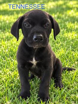 Tennessee -  Pit Bull Terrier Dog for Adoption in Jefferson Hills, Pennsylvania - Tennessee | PetCurious