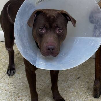 Rescue Pit Bull Terrier Dogs for Adoption in Clarksdale, Mississippi - Titan | PetCurious