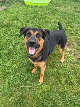 Tazy -  Mixed Breed and Shepherd Dog Available for Adoption in Hudson, New York - Tazy | PetCurious