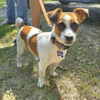 Jumper -  Jack Russell Terrier Dog for Adoption in Gulfport, Mississippi - Jumper | PetCurious