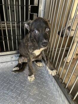 MONA -  Mixed Breed Dog for Adoption in Dallas, Texas - MONA | PetCurious