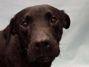 Laddie -  Labrador Retriever and Mixed Breed Dog for Adoption in Golden Valley, Minnesota - Laddie | PetCurious