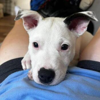 Balto -  Pit Bull Terrier and Mixed Breed Dog for Adoption in Georgetown, Kentucky - Balto | PetCurious