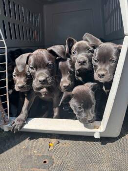 Scrapple -  Labrador Retriever and American Staffordshire Terrier Dog for Adoption in Fullerton, Pennsylvania - Scrapple | PetCurious