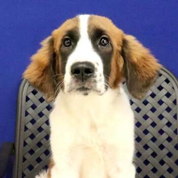 Chip -  Saint Bernard Dog for Adoption in Fort Davis, Texas - Chip | PetCurious
